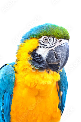 Blue-and-yellow macaw (Ara ararauna) in front of white background
