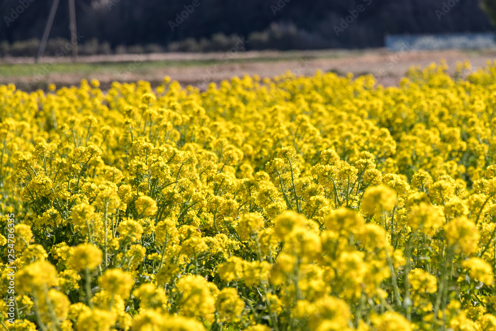 Rape blossoms, Road Station Tomiura, Minami Boso City, Chiba Prefecture, Japan Rape blossoms, Road Station Tomiura, Minami Boso City, Chiba Prefecture, Japan