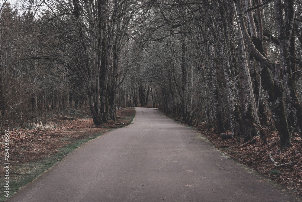 Obraz premium Long cement path through wooded forest environment