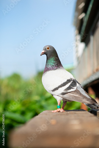 full body of homing pigeon standing outdoor