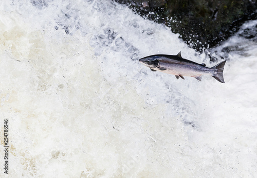 Wild Scottish atlantic salmon leaping on waterfall