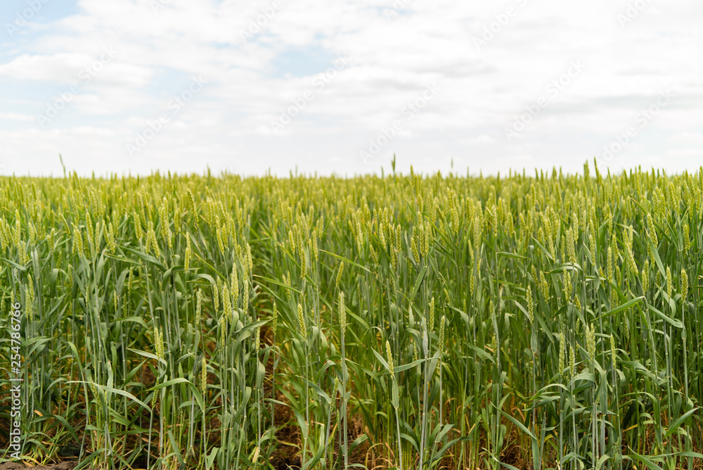 Green farm, landscape with crop of wheat on field in spring Green farm, landscape with crop of wheat on field in spring