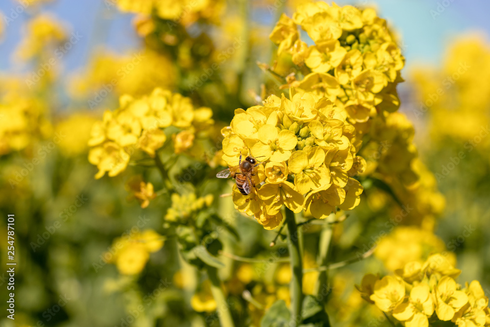 Rape blossoms and bees, Road Station Tomiura, Minamiboso City, Chiba Prefecture, Japan Rape blossoms and bees, Road Station Tomiura, Minamiboso City, Chiba Prefecture, Japan