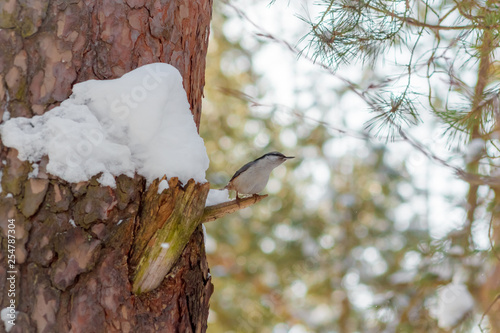 Obraz na plátně hungry wild bird nuthatch on a tree in spring forest