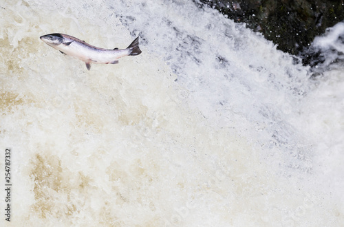 Wild Scottish atlantic salmon leaping on waterfall photo