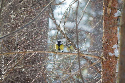 Obraz na plátně hungry wild bird titmouse on a tree in spring forest