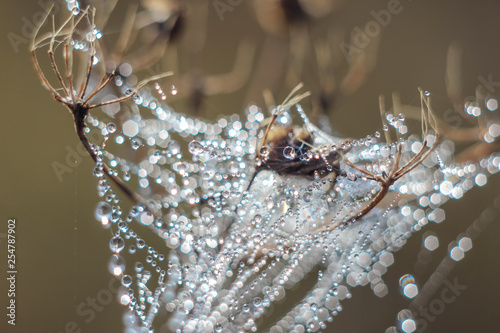 Close-up of abstract drops on a spider web with variable focus and blurred background in the rays of the rising sun. Blur and soft focus. photo