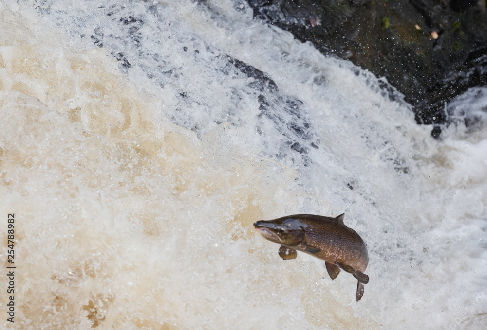Fototapeta premium Wild Scottish atlantic salmon leaping on waterfall