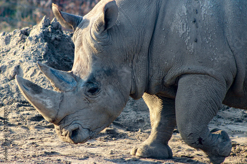 Close up portrait of a white rhino