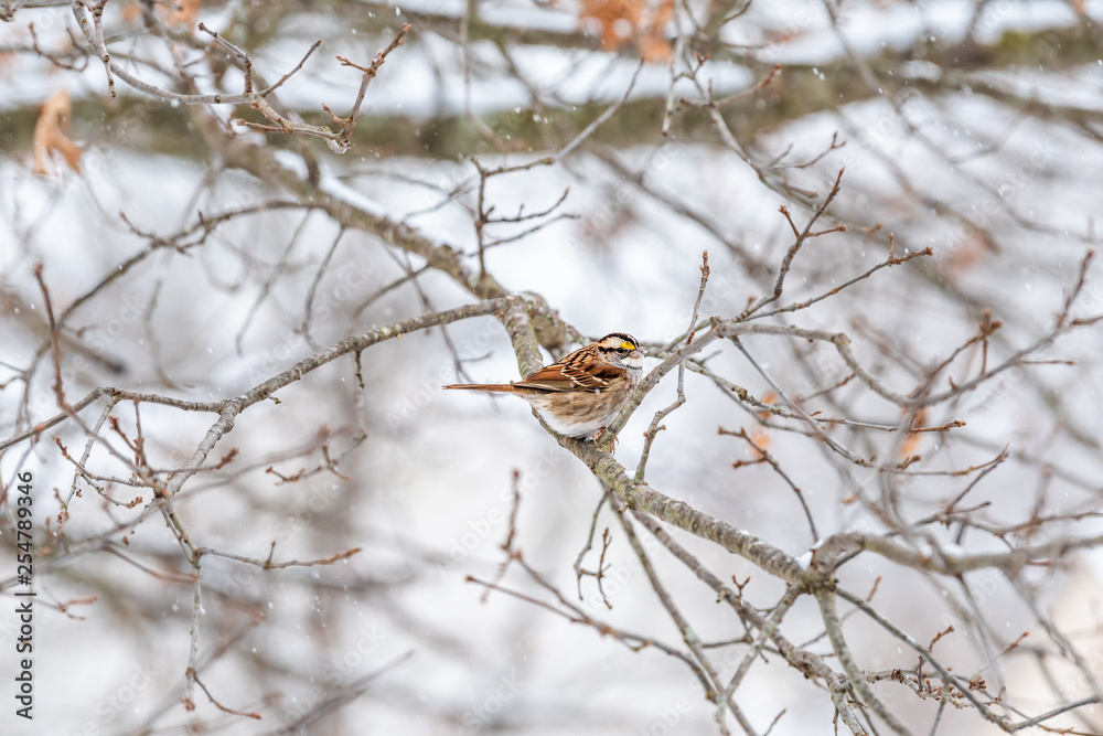 One white-throated sparrow bird perched on oak tree branch in Virginia winter with snow falling and yellow color on crown One white-throated sparrow bird perched on oak tree branch in Virginia winter with snow falling and yellow color on crown