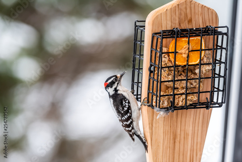 Closeup of wooden suet feeder in Virginia and male downy woodpecker red color with orange half with peanut butter and bokeh background during winter