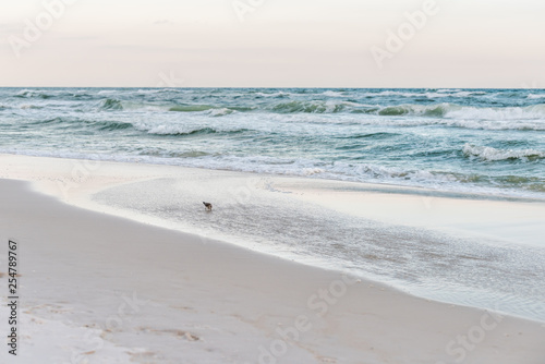 Sanderling wading single bird looking for food shorebird in Santa Rosa Beach  Florida with ocean gulf of mexico waves on shore sand