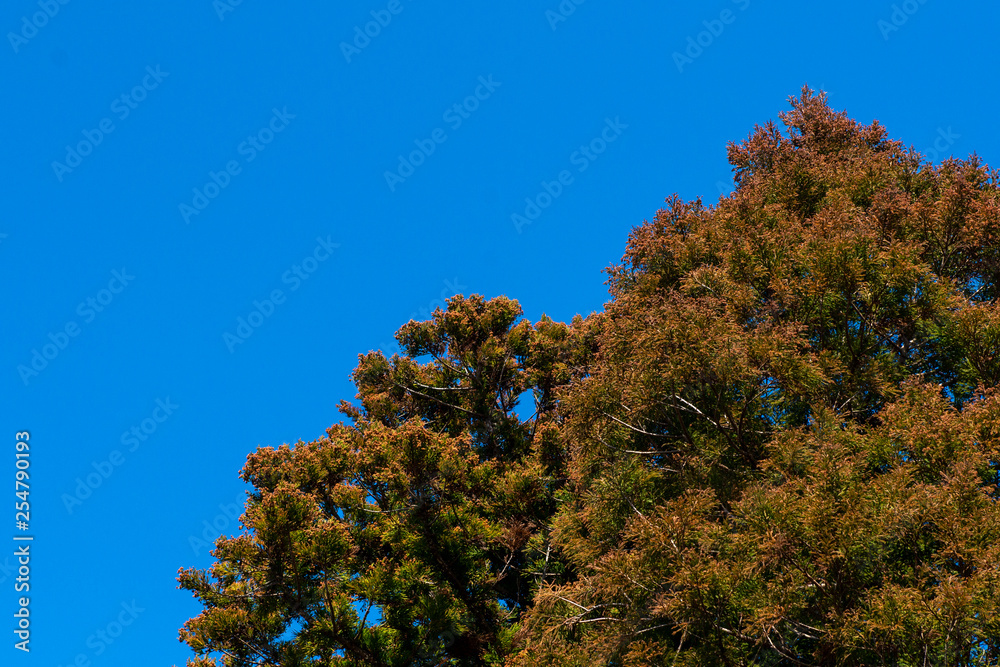 Fototapeta premium 杉の木と青空