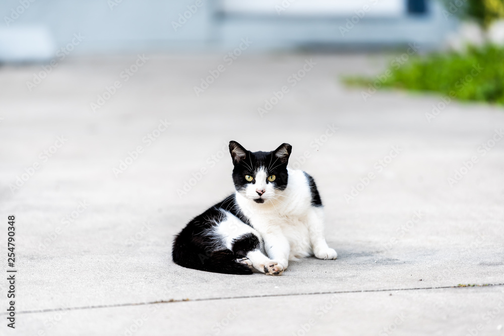 Stray black and white cat with yellow eyes lying sitting on on sidewalk street in Sarasota, Florida looking straight at camera