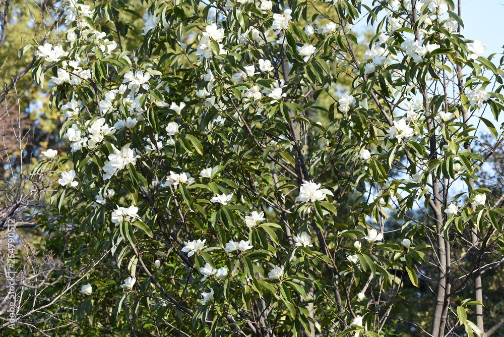 Fragrant white flowers 