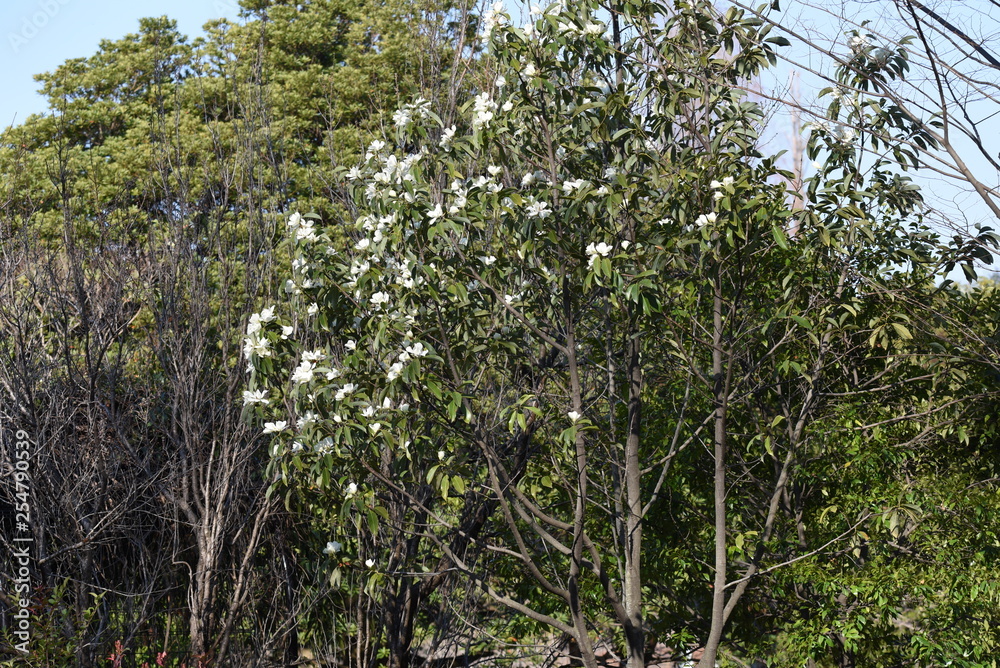 Fototapeta premium Fragrant white flowers