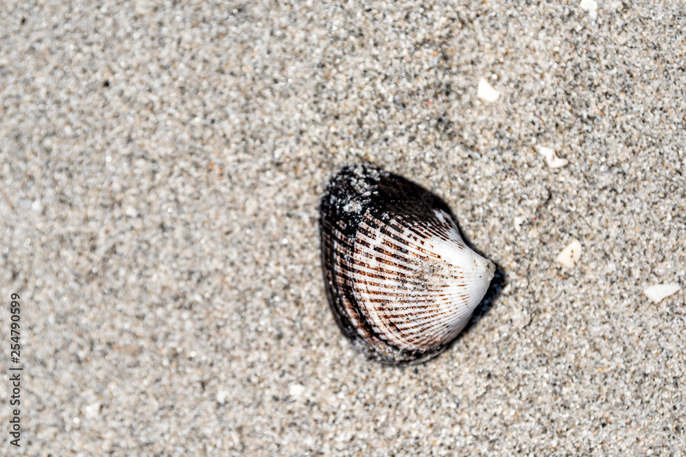 Flat top closeup of one black and white seashell sea shell shelling activity on Sanibel Island, Florida during day near Gulf of Mexico Flat top closeup of one black and white seashell sea shell shelling activity on Sanibel Island, Florida during day near Gulf of Mexico