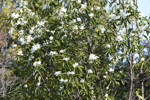 Fragrant white flowers "Michelia maudiae"