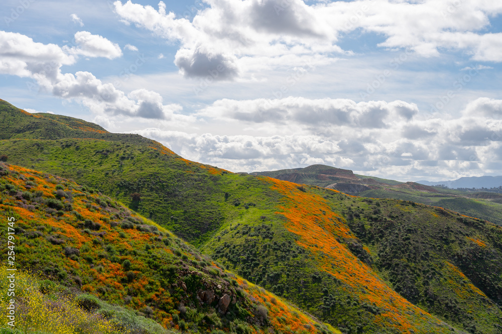 Fototapeta premium California poppies color the hillside on a beautiful cloudy day in Lake Elsinore, California.