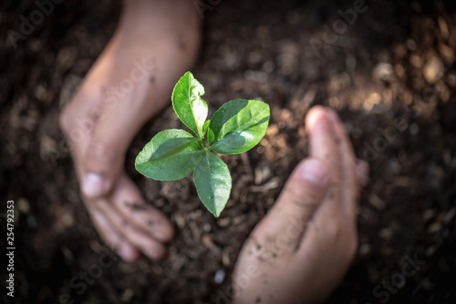 Fotografia Hand protects seedlings that are growing, Environment Earth Day In the hands of trees growing seedlings, reduce global warming, concept of love the world
