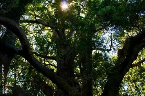sun light on a tree in forest