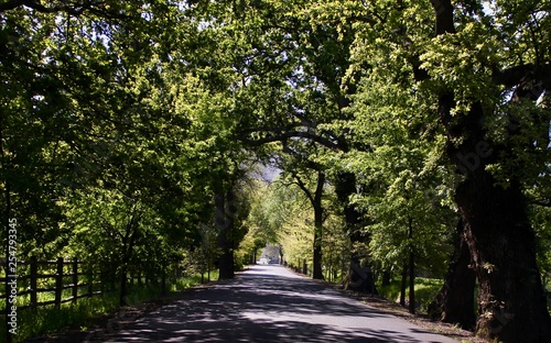 Green road in forest