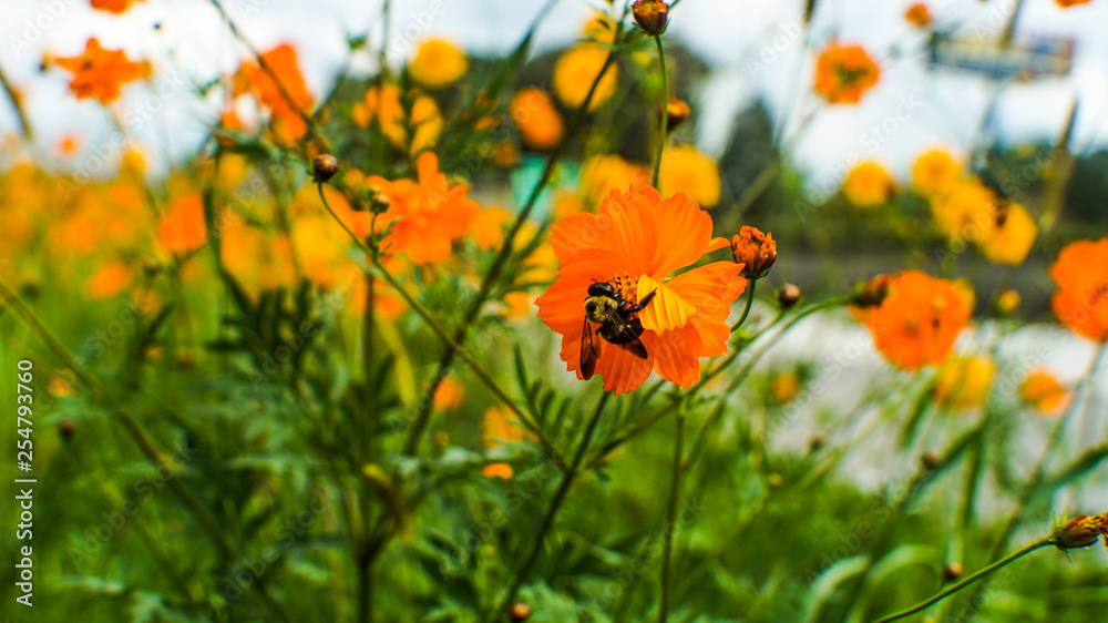 A Bee on a Orange Cosmo Flower 