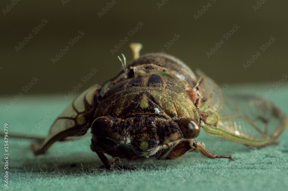 Forward facing cicada on a green background.