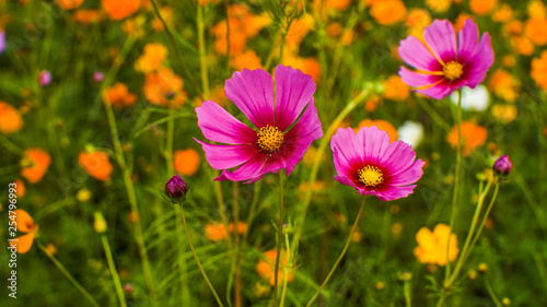 Purple Autumn Cosmos Flower