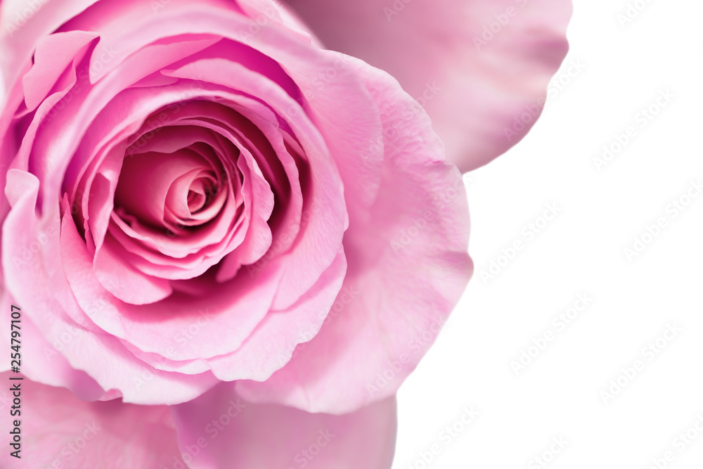 Pink rose flower in white background