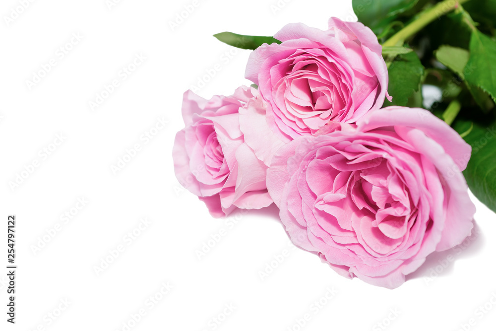 Pink rose flowers bouquet in white background Pink rose flowers bouquet in white background