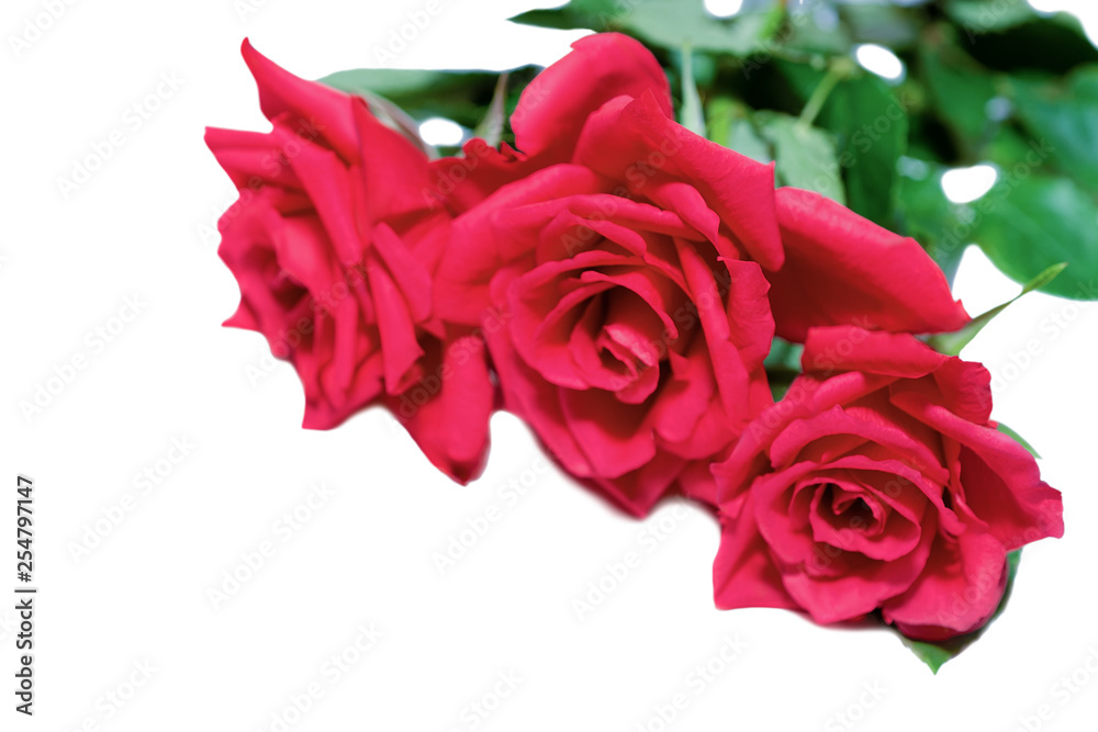 Red roses flowers bouquet in white background Red roses flowers bouquet in white background