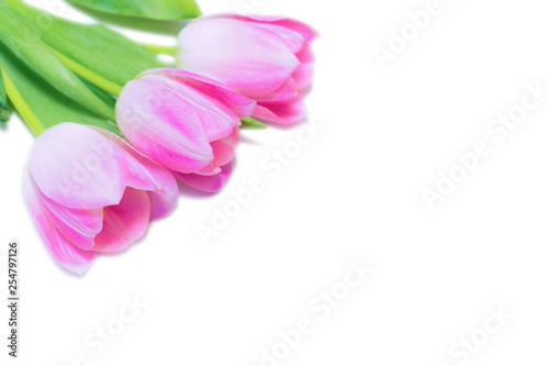 Pink tulip flowers bouquet on white background