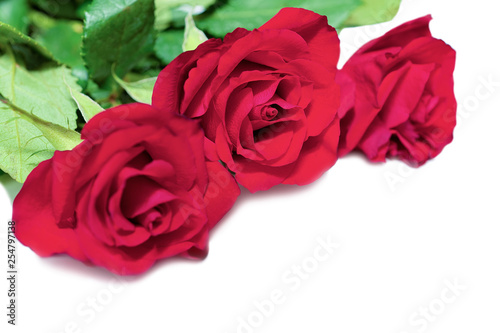 Red rose flowers bouquet in white background