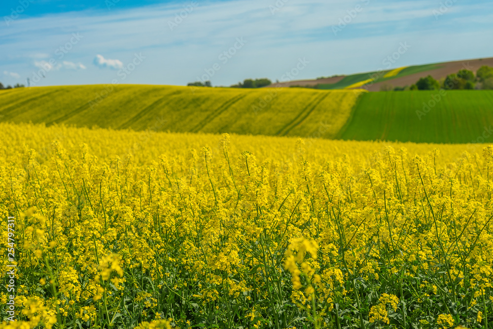 Rape field landscape