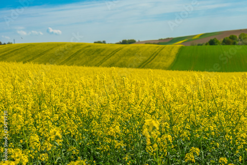 Rape field landscape