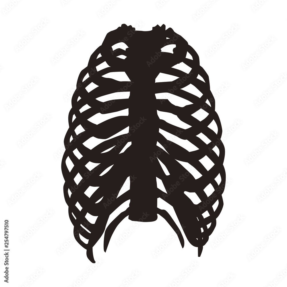 肋骨 Stock イラスト Adobe Stock 肋骨 Stock イラスト Adobe Stock