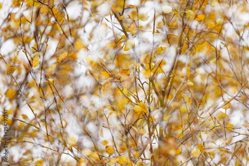 Herbstinspiration, Vaglaskogur, Island photo