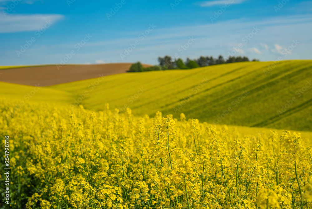 Rape field landscape