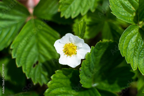 blooming strawberry macro