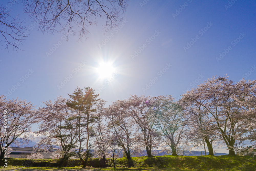 Beautiful cherry blossom , sakura in spring time with sunrise in Japan. Beautiful cherry blossom , sakura in spring time with sunrise in Japan.