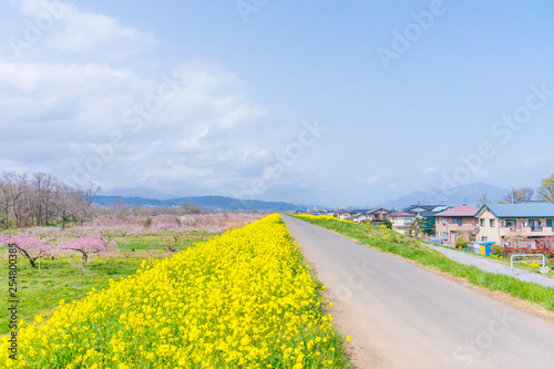 Beautiful flowers blooming beside the road in spring day.