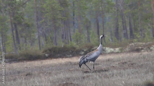 Gray crane (Common crane, Grus grus) walks in the swamp. Royal bird in Lapland in the conditions of the Scandinavian boreal forests photo