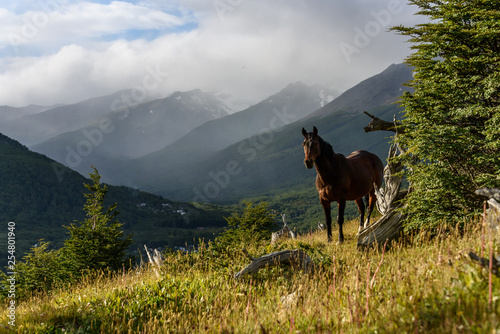 Wild horse standing on a sunny hillside in Cerro Alarken Nature Reserve, Ushuaia, Argentina photo