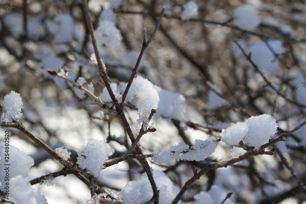 Abstract background of attractive snow covered shrub branches in winter Abstract background of attractive snow covered shrub branches in winter
