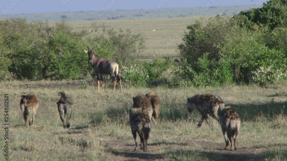 Many hyenas getting closer to an antelope..mov Many hyenas getting closer to an antelope..mov