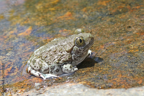 Spea hammondii Western Spadefoot Toad