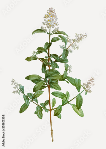 Blooming wild privet