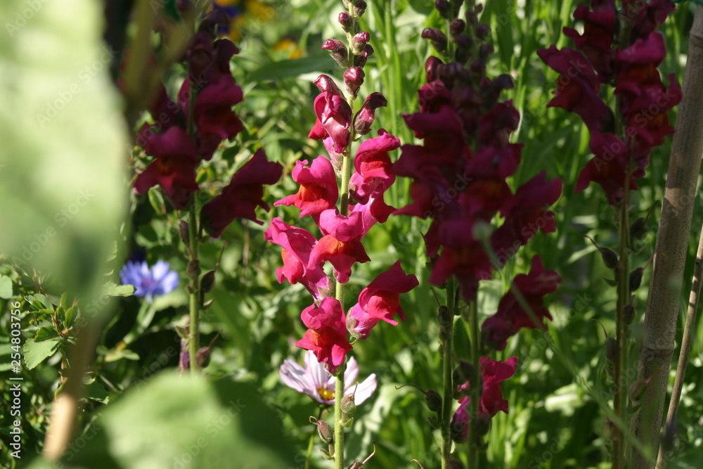 Muflier Gueule de loup Antirrhinum majus-1 Muflier Gueule de loup Antirrhinum majus-1