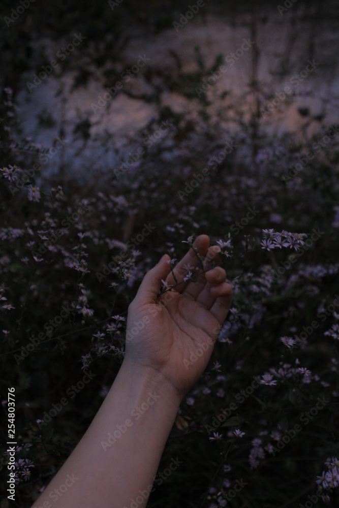Moody Hand reaching for wildflowers Moody Hand reaching for wildflowers